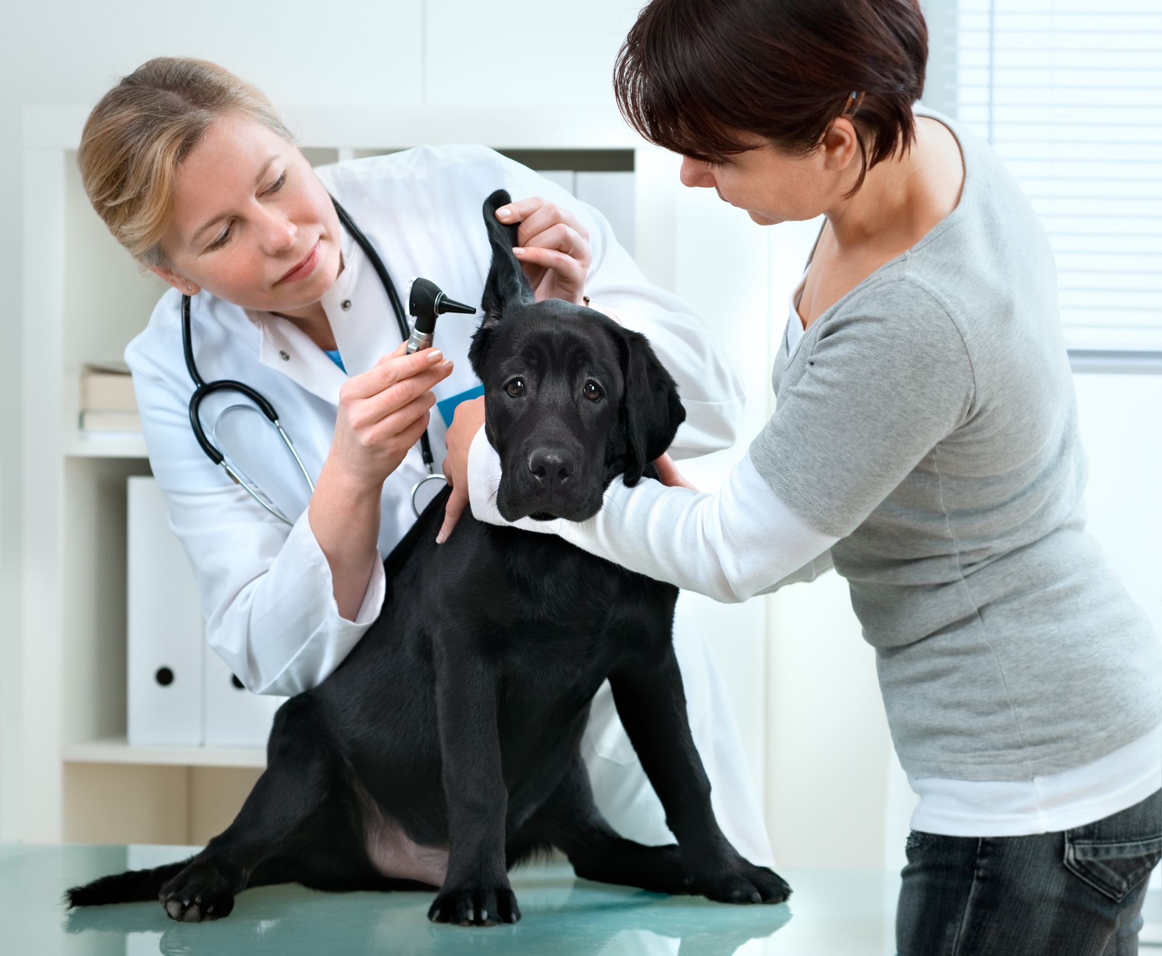 3 Tips for Choosing a Veterinary Hospital in Bowie