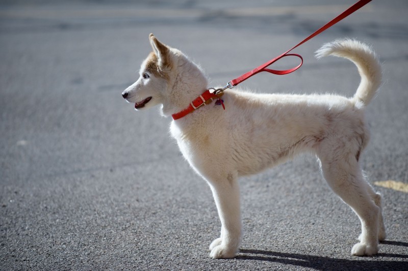 What Does A Dog Walker In NYC Do?