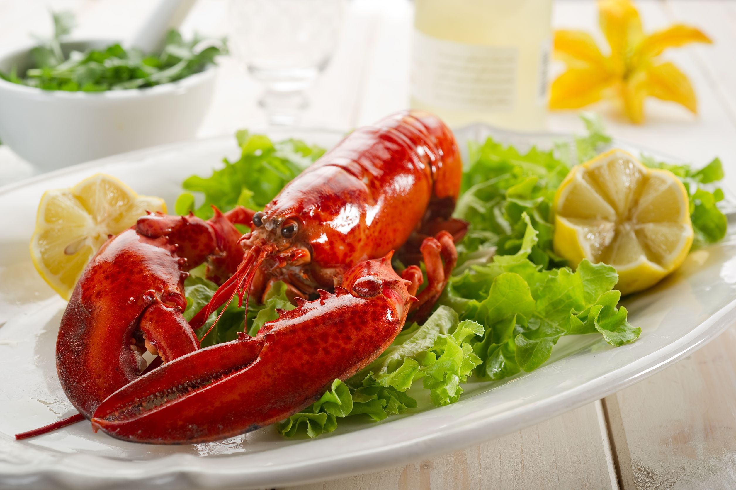 The History of Lobsters: A Study in Appreciation